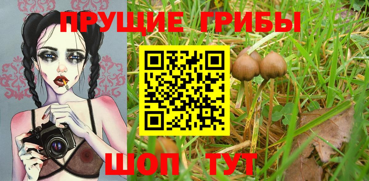 Галлюциногенные грибы Psilocybe Аксай